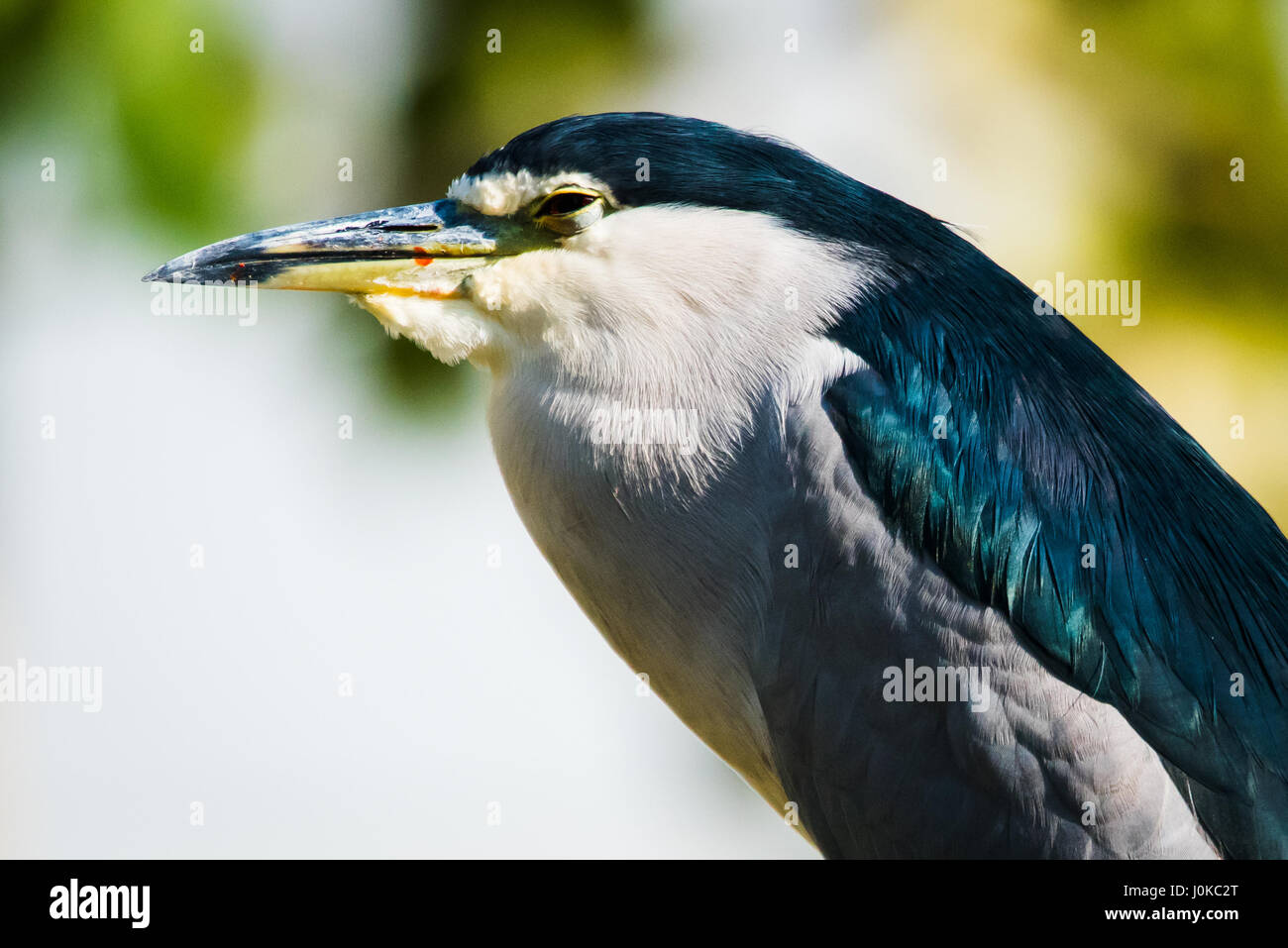 Schwarz-gekrönter Nacht-Reiher Stockfoto