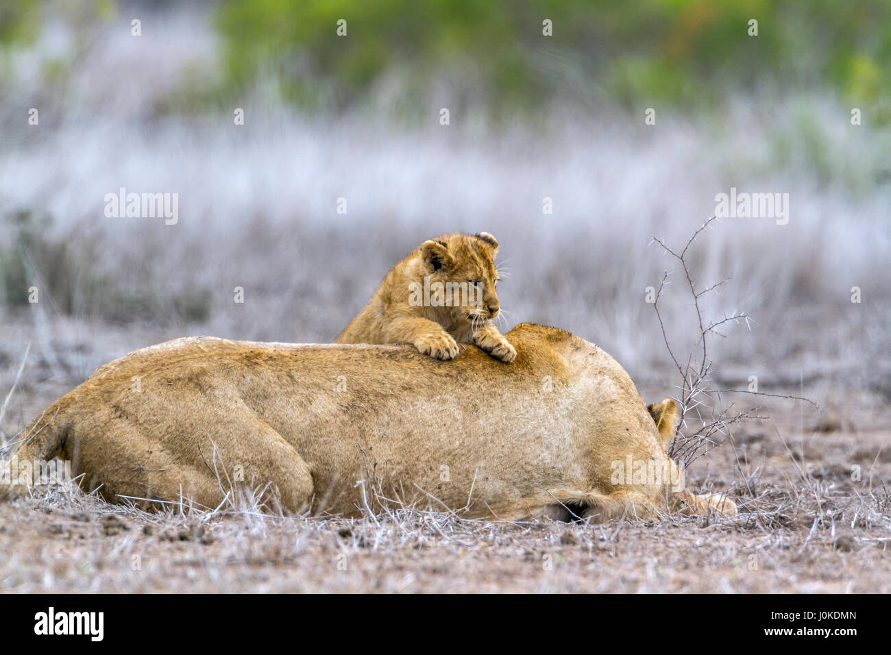 Spezies Panthera Leo Familie felidae Stockfoto