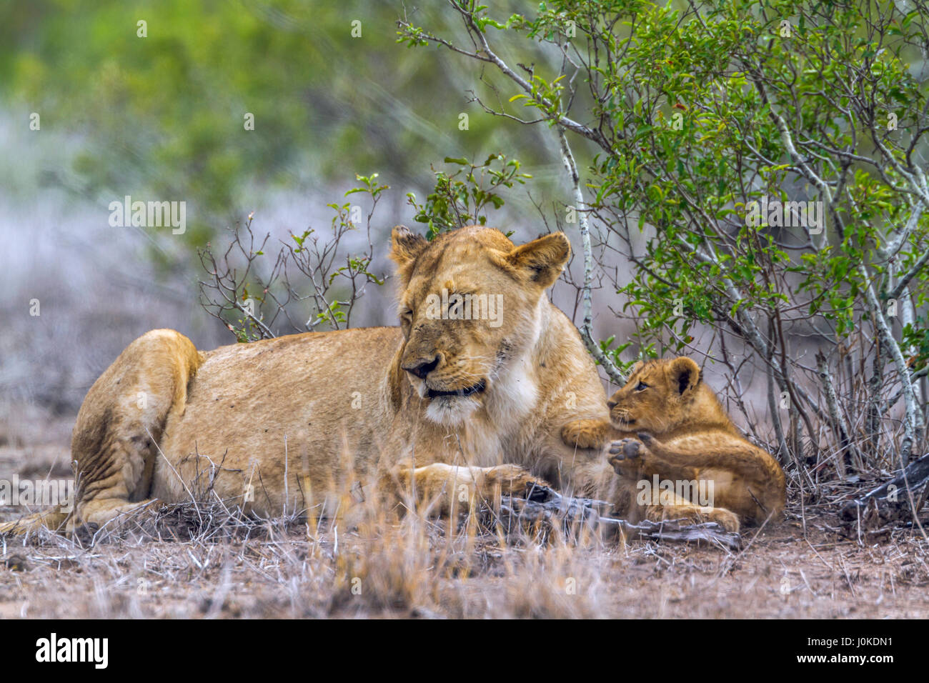 Spezies Panthera Leo Familie felidae Stockfoto