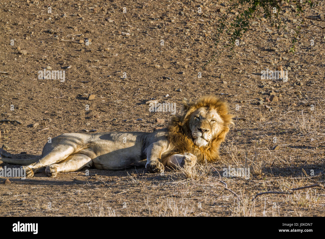 Spezies Panthera Leo Familie Felidae Stockfoto