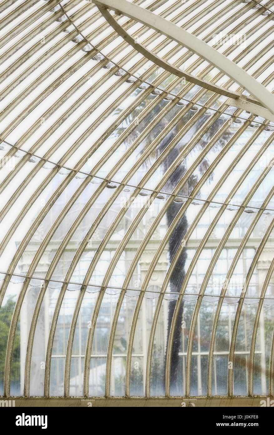 Palm durch botanischen Garten Glaswand gesehen Stockfoto