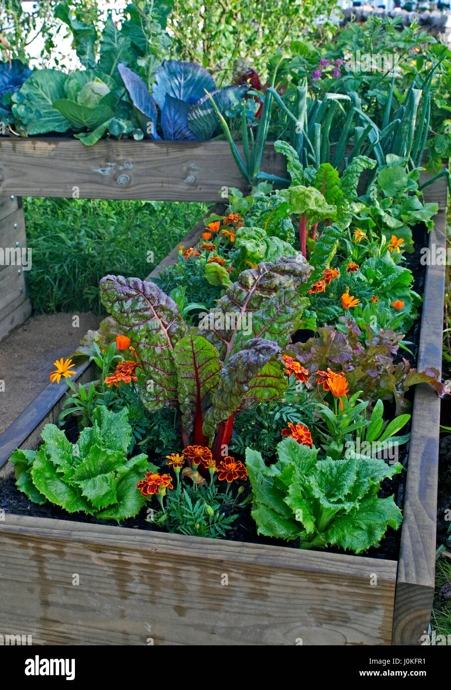 Ein Hochbeet von Gemüse und Blumen in einem städtischen Garten Stockfoto