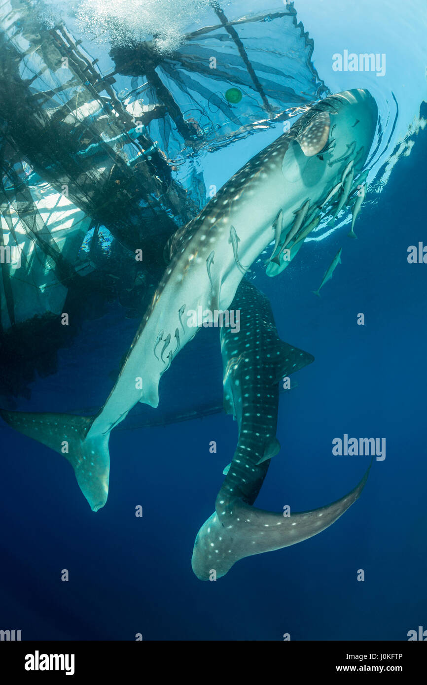 Walhai unter Angeln Plattform Rhincodon Typus, Cenderawasih-Bucht, West Papua, Indonesien Stockfoto