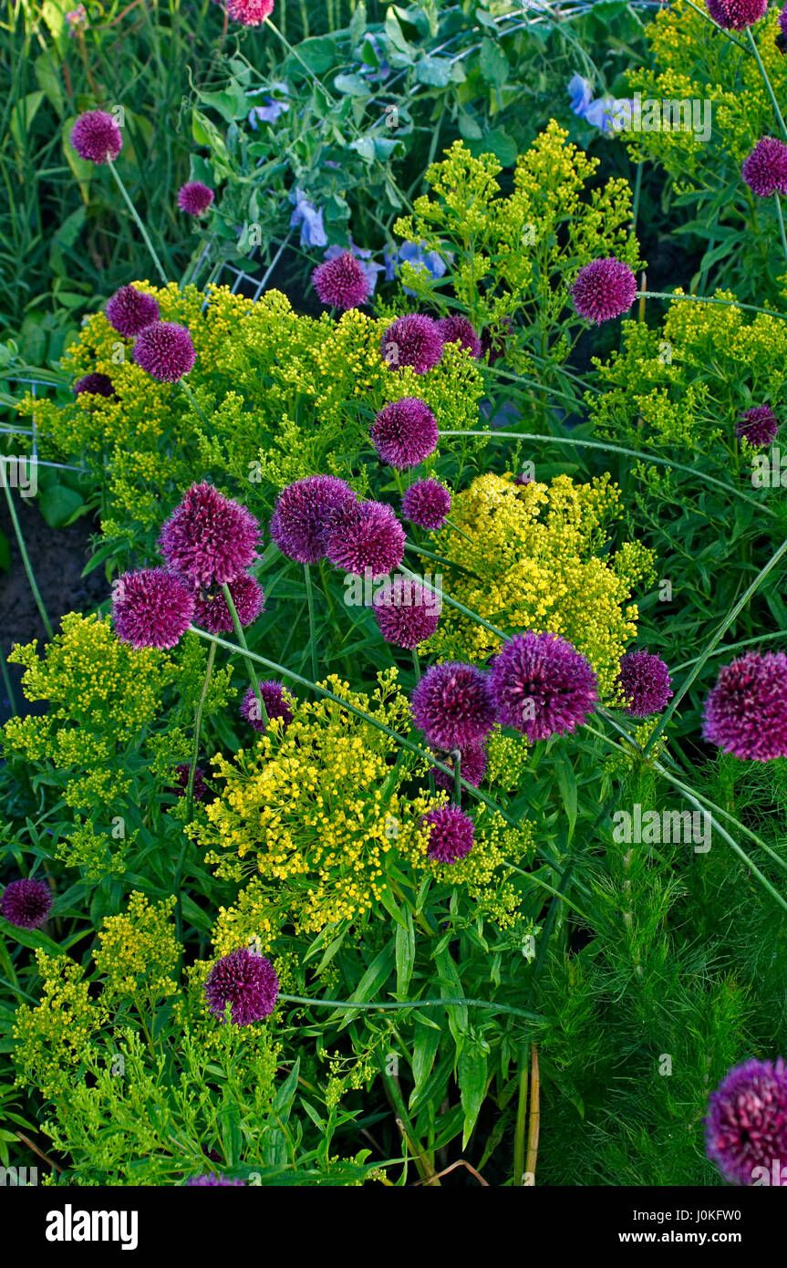 Detail einer Blume Grenze mit Allium Sphaerocephalon hautnah Stockfoto