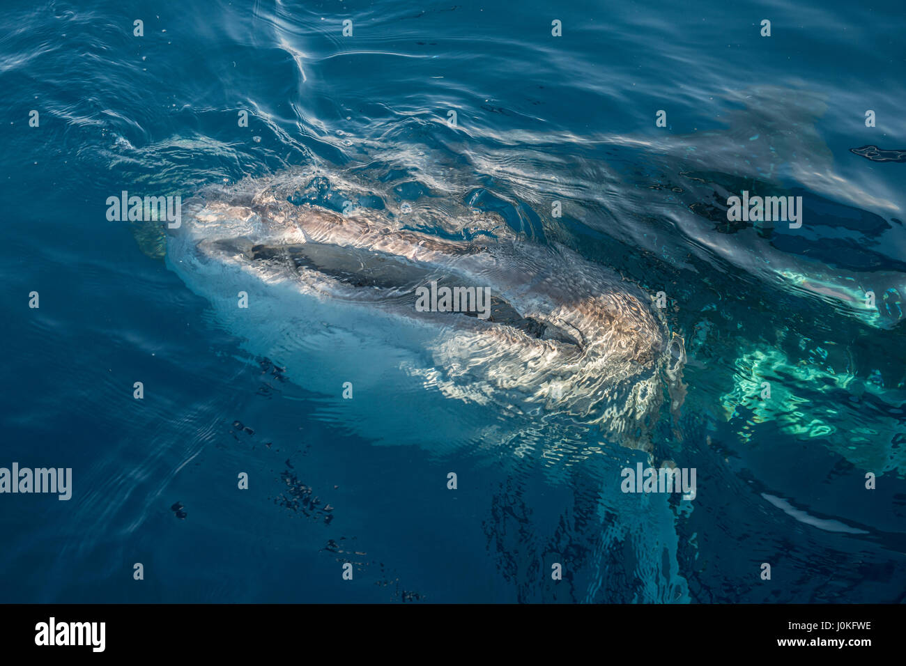 Walhai, Rhincodon Typus, Cenderawasih-Bucht, West Papua, Indonesien Stockfoto