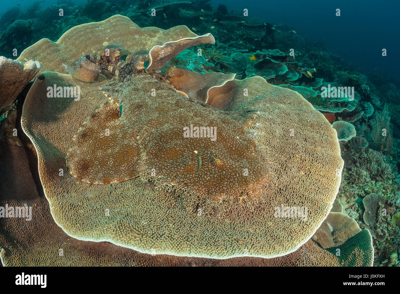 Quasten Wobbegong, Eucrossorhinus Dasypogon, Raja Ampat, West Papua, Indonesien Stockfoto