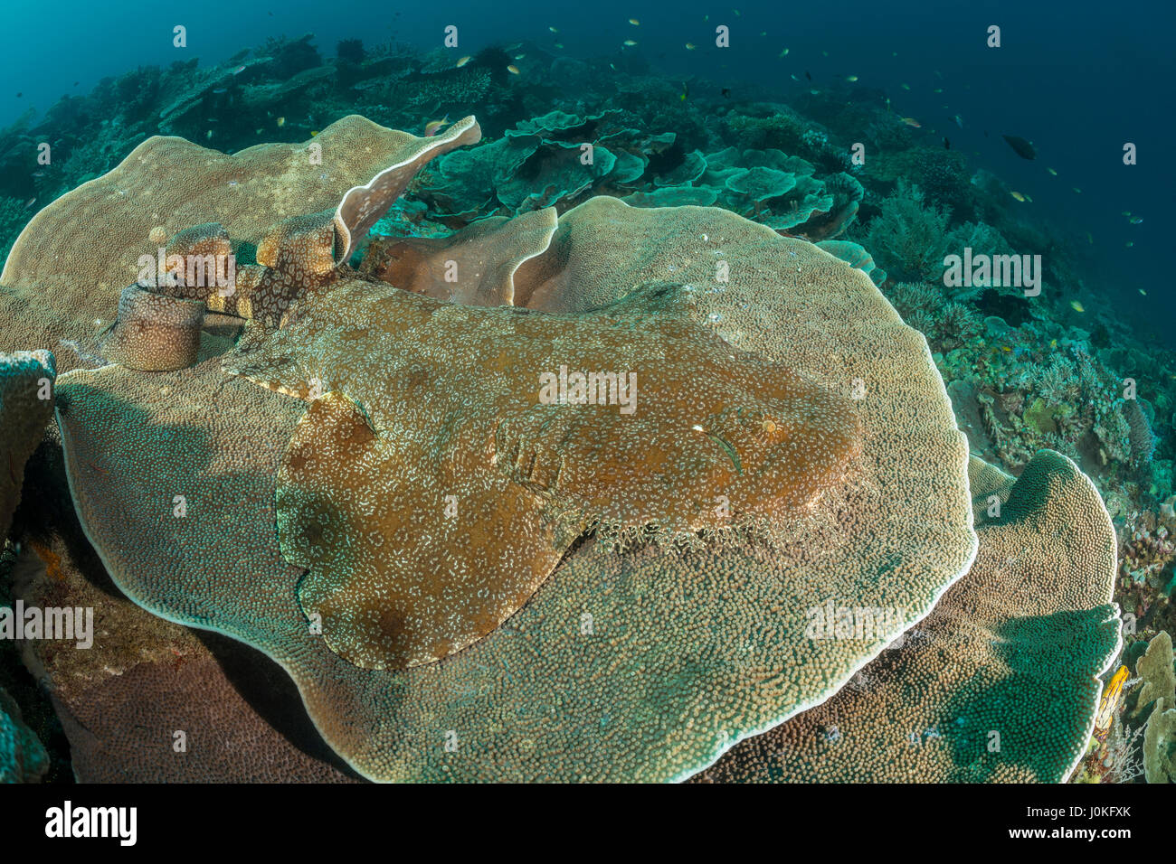 Quasten Wobbegong, Eucrossorhinus Dasypogon, Raja Ampat, West Papua, Indonesien Stockfoto