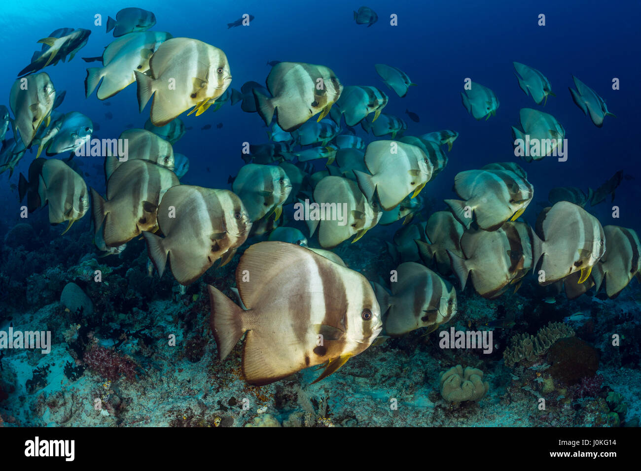 Fischschwarm von Longfin Fledermausfischen, Platax Teira, Raja Ampat, West Papua, Indonesien Stockfoto