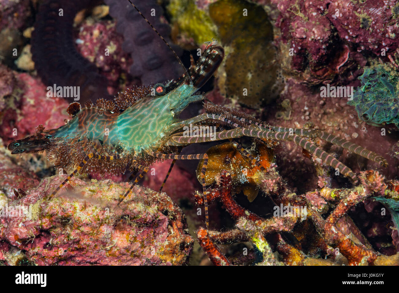 Garnelen, marmoriert Saron sp.3, Raja Ampat, West Papua, Indonesien Stockfoto