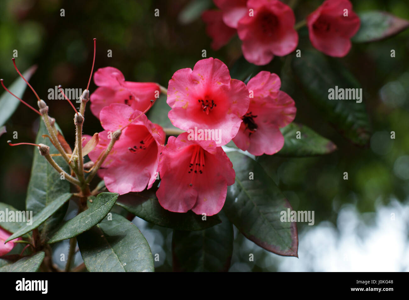 Rhododendron "Winsome" Stockfoto