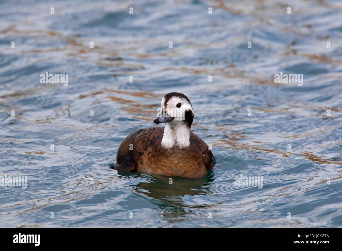 Eisente (Clangula Hyemalis) Weibchen Schwimmen im Meer im winter Stockfoto