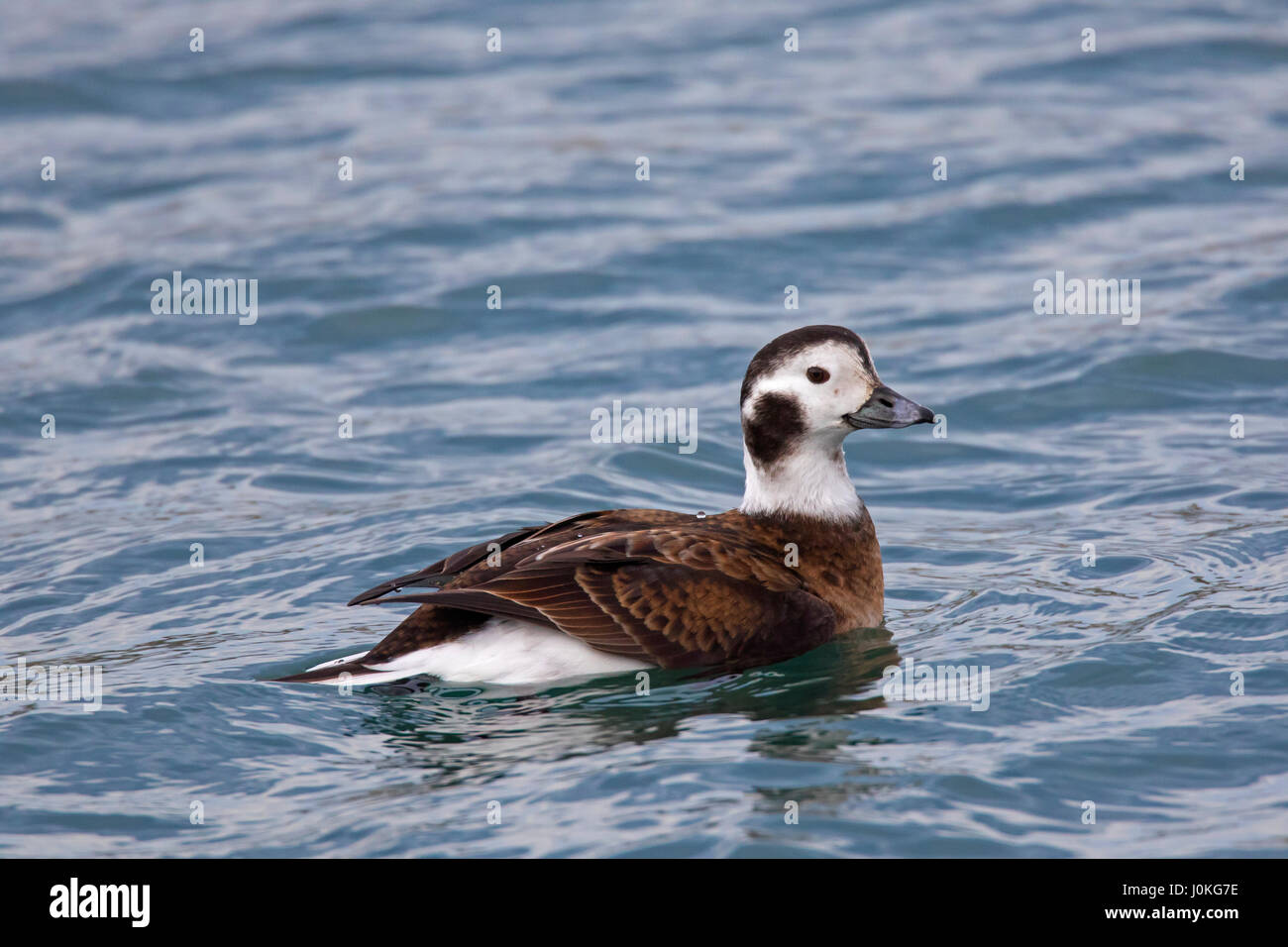 Eisente (Clangula Hyemalis) Weibchen Schwimmen im Meer im winter Stockfoto