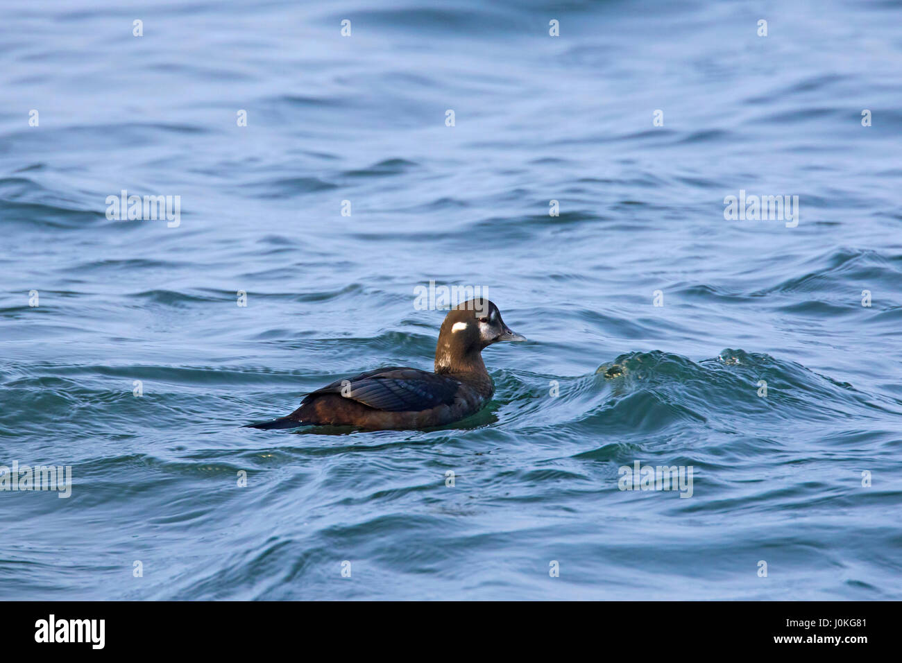 Harlekin-Ente (Histrionicus Histrionicus) Weibchen Schwimmen im Meer im winter Stockfoto