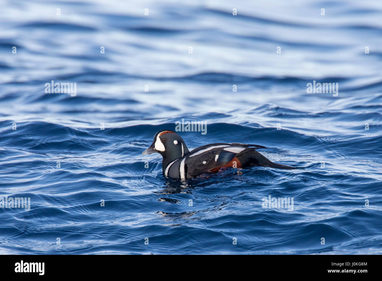 Harlekin-Ente (Histrionicus Histrionicus) männlich, Schwimmen im Meer im winter Stockfoto