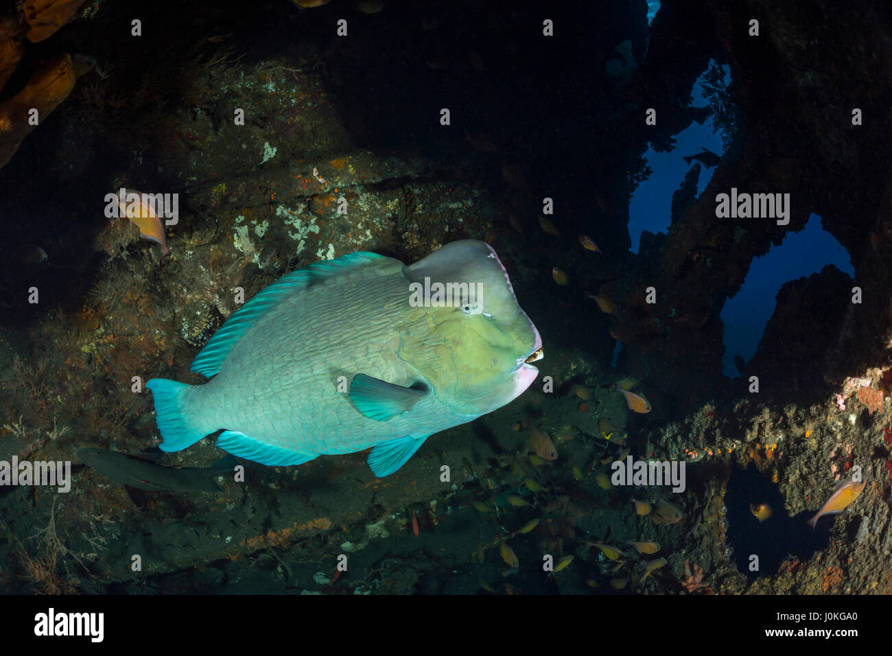Grün Beginn Papageienfisch, Bolbometopon Muricatum, Liberty Wrack, Bali, Indonesien Stockfoto