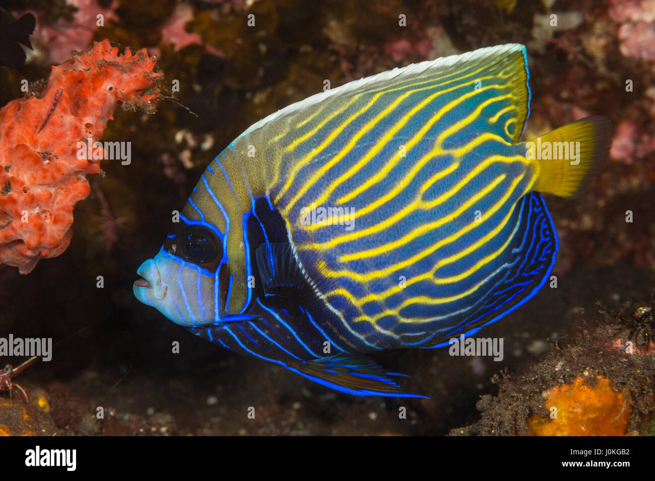 Kaiser Kaiserfisch, Pomacanthus Imperator, Bali, Indonesien Stockfoto