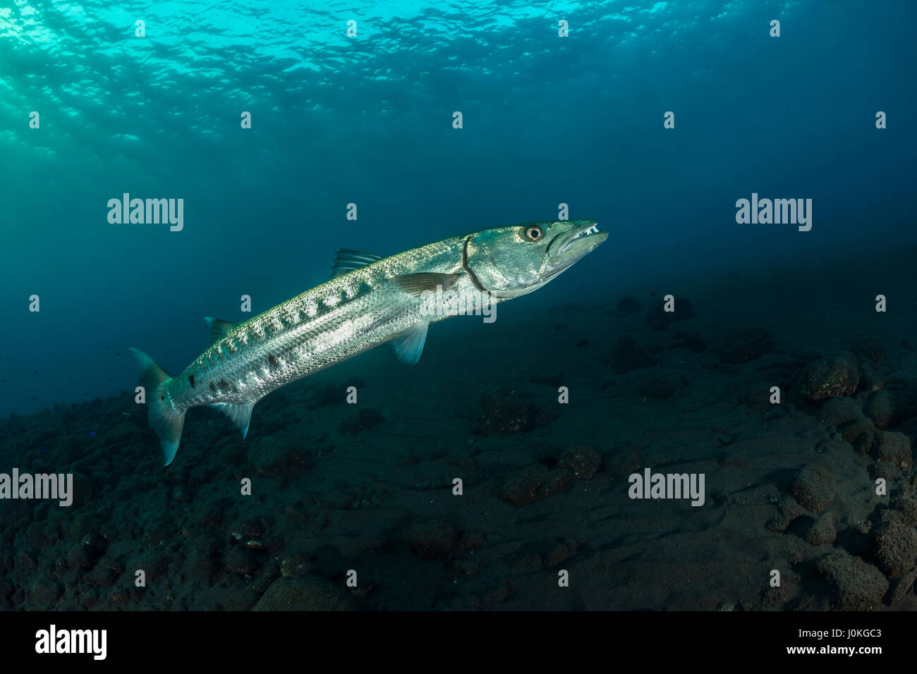 Great barracuda sealife underwater Fotos und Bildmaterial in hoher