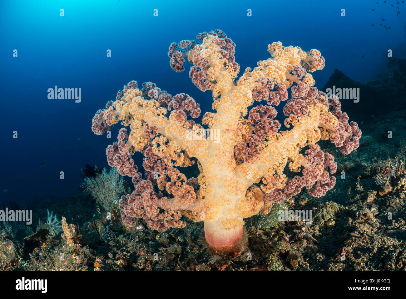Weichkorallen am Liberty Wrack, Dendronepthya SP., Bali, Indonesien Stockfoto