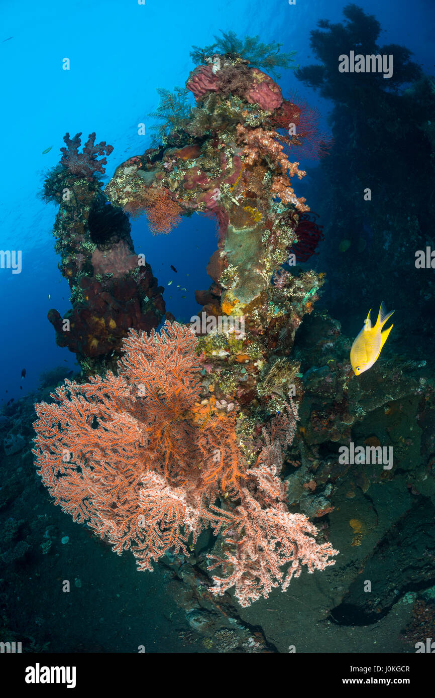 Liberty Wrack, Bali, Indonesien Stockfoto
