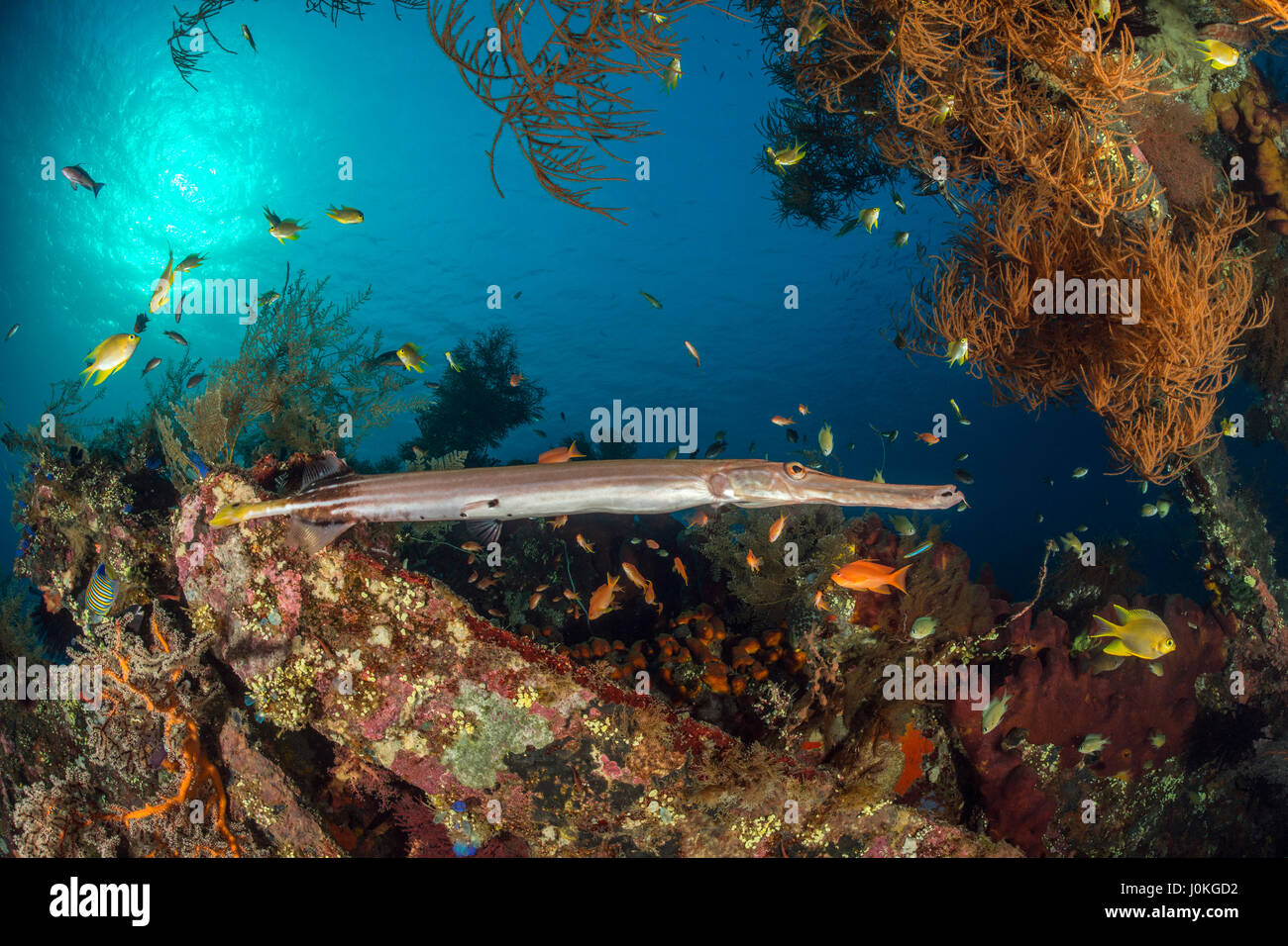 Trumpetfish bei Liberty Wrack, Aulostomus Chinensis, Bali, Indonesien Stockfoto