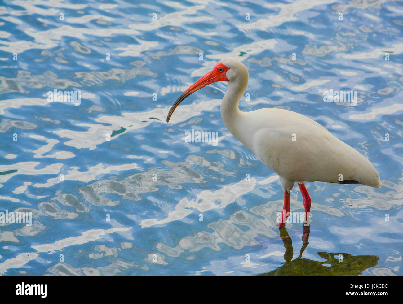 Ein amerikanischer weißer Ibis (Eudocimus Albus) waten auf der Suche nach Nahrung im Wasser des Lake Eola in Orlando, Florida. Stockfoto