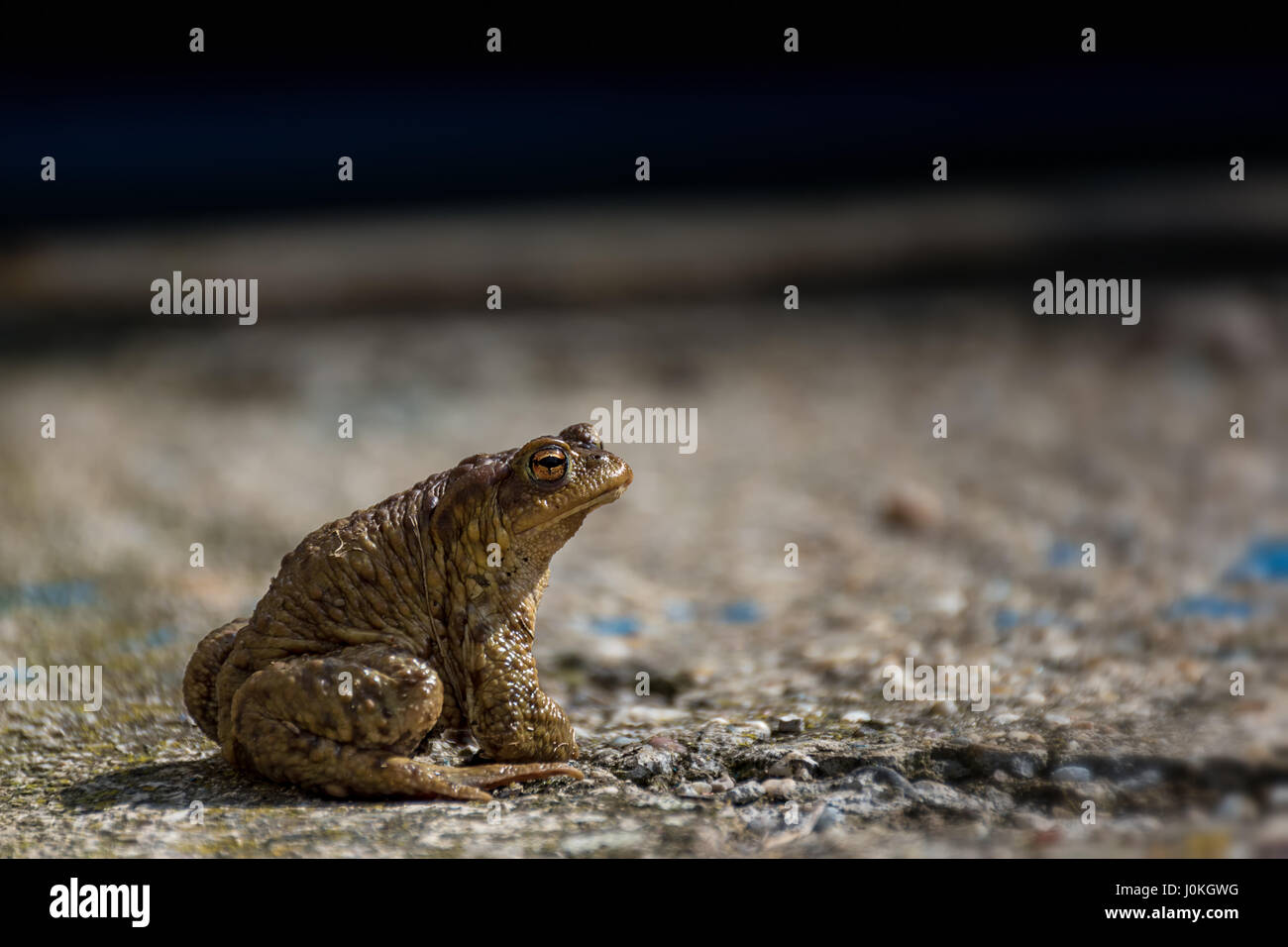 Grüne wahr Kröte beobachten auf der Asphaltstraße Stockfoto