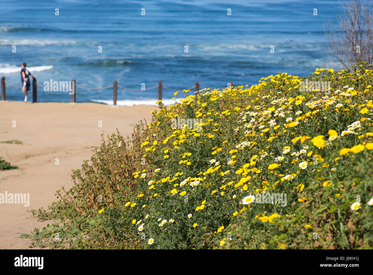 California Wildblumen am Sunset Cliffs Natural Park in San Diego, Kalifornien. Stockfoto