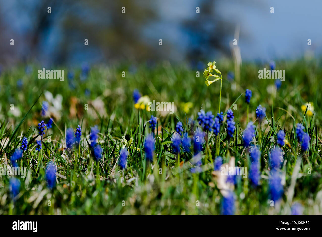 Muscari Neglectum Blumen Stockfoto