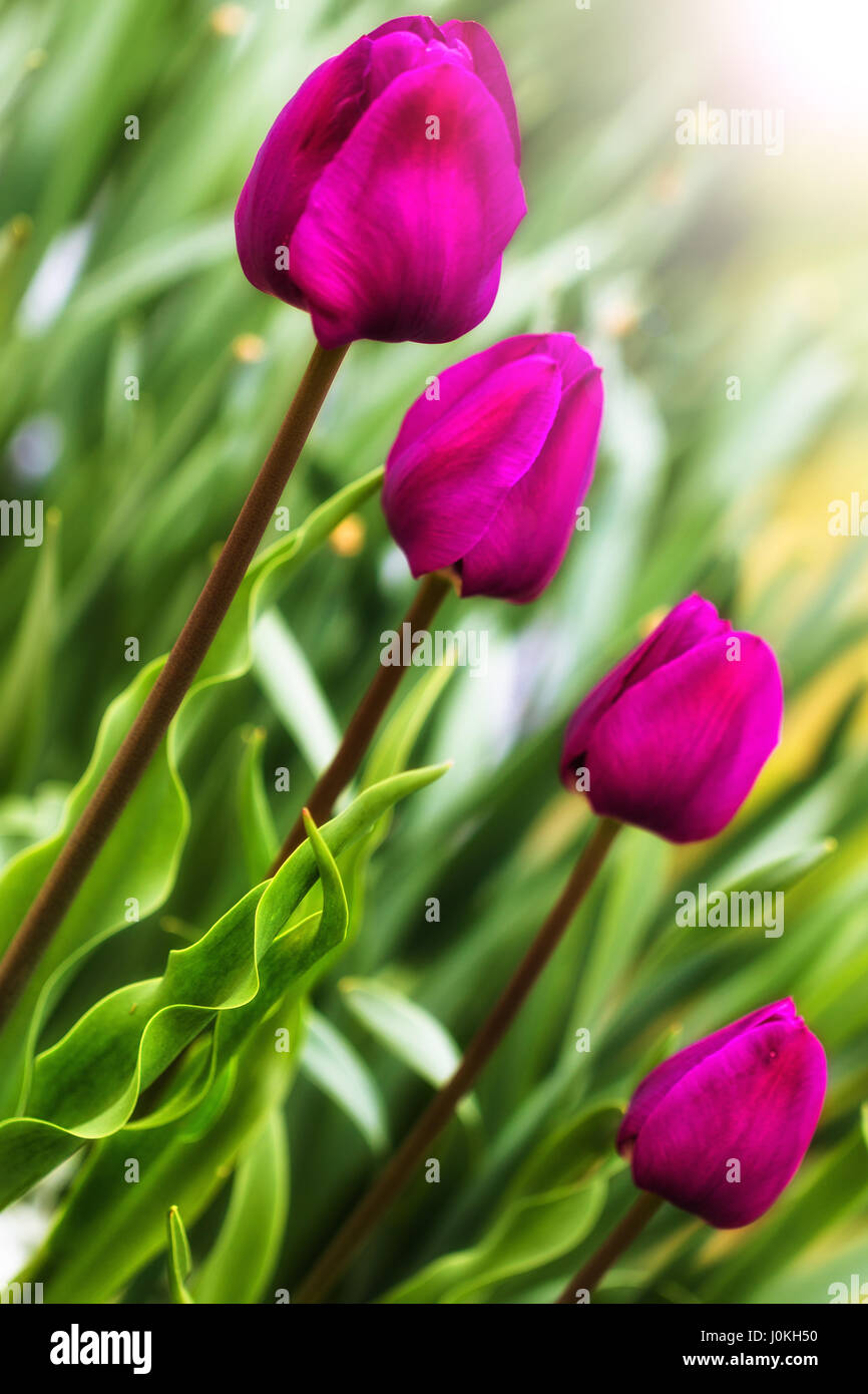 Violette Tulpen Stockfoto