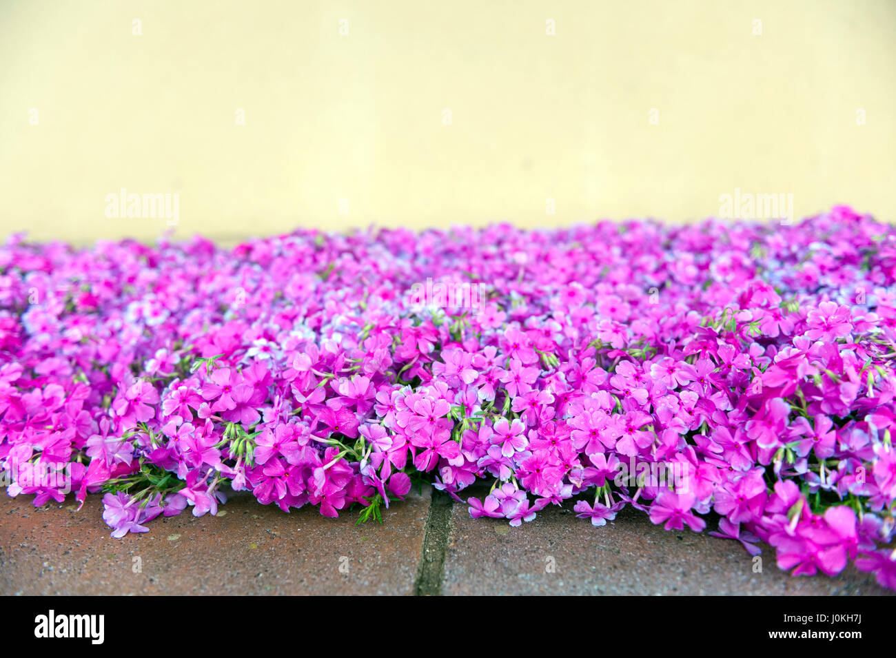 Rosa Phlox Blumen neben Straße Jahreszeit blühen Stockfoto