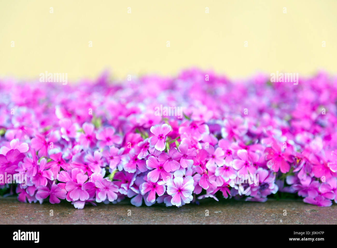 Rosa Phlox Blumen neben Straße Jahreszeit blühen Stockfoto