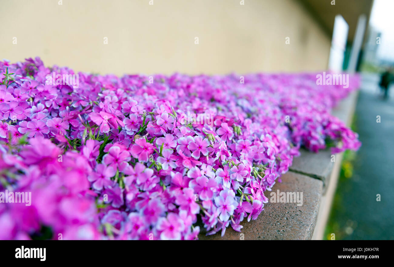 Rosa Phlox Blumen neben Straße Jahreszeit blühen Stockfoto