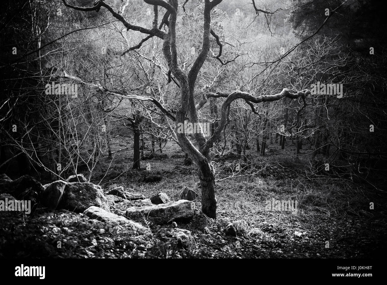 Licht erhellt Winterbäume in einem Wald von Yorkshire Stockfoto