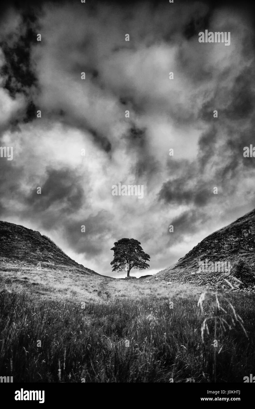 Ein einsamer Platane in einer ländlichen Landschaft Stockfoto