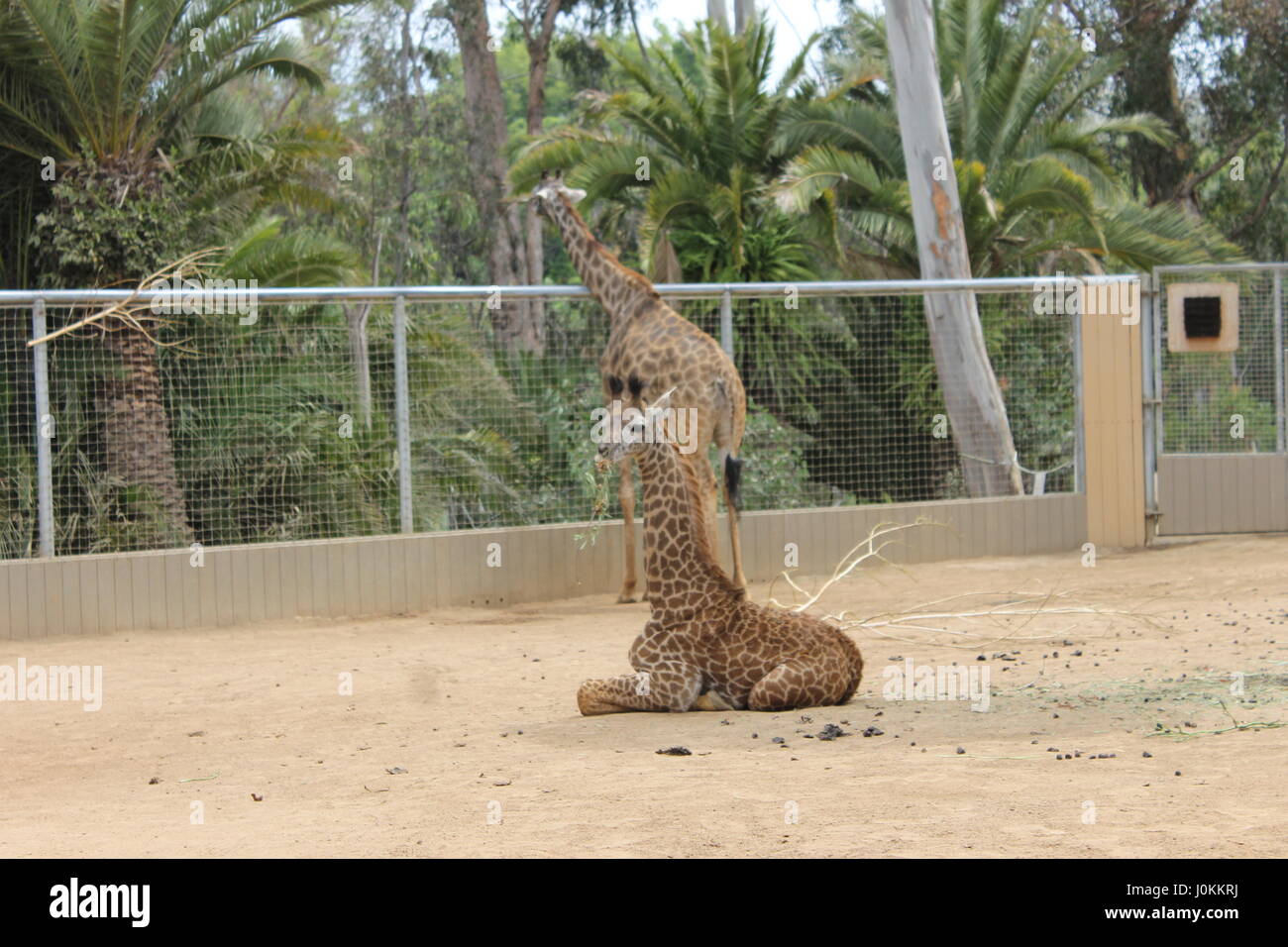 Tiere im Zoo von San Diego Stockfoto