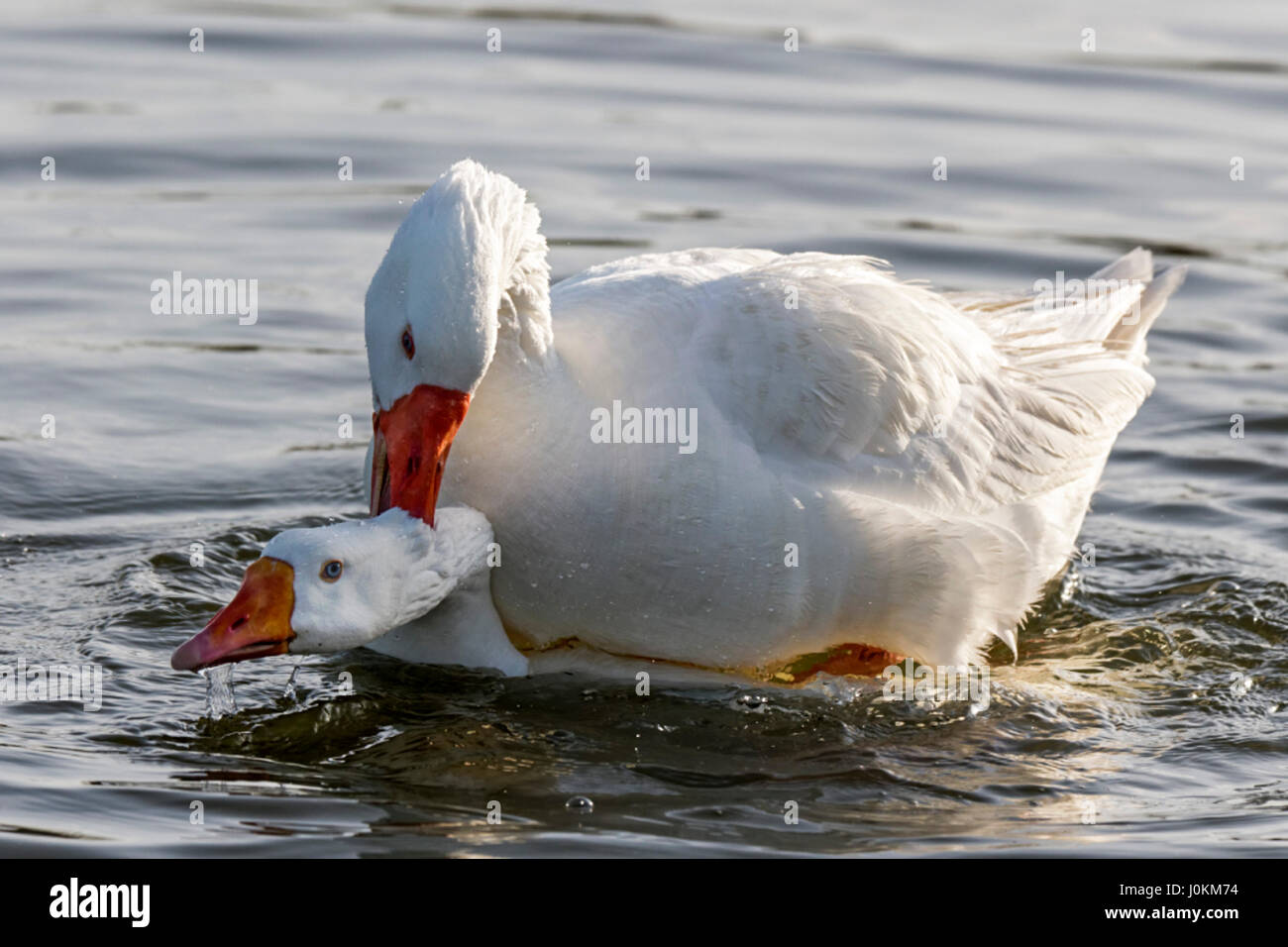 Weiße enten mit orange schnabel -Fotos und -Bildmaterial in hoher