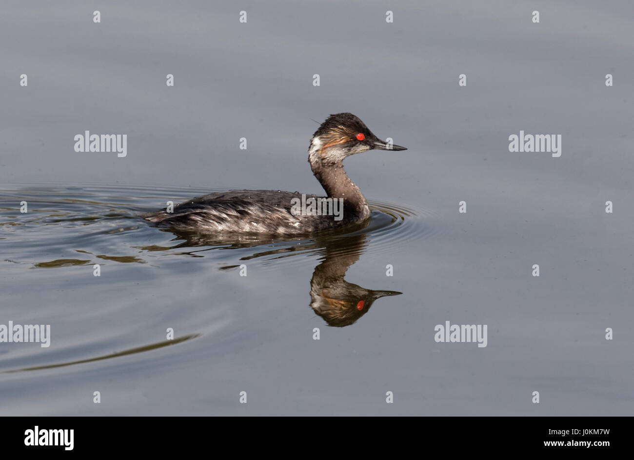 EARED GREBE SCHWIMMEN AUF EL DORADO LAKE, LOS ANGELES, KALIFORNIEN Stockfoto