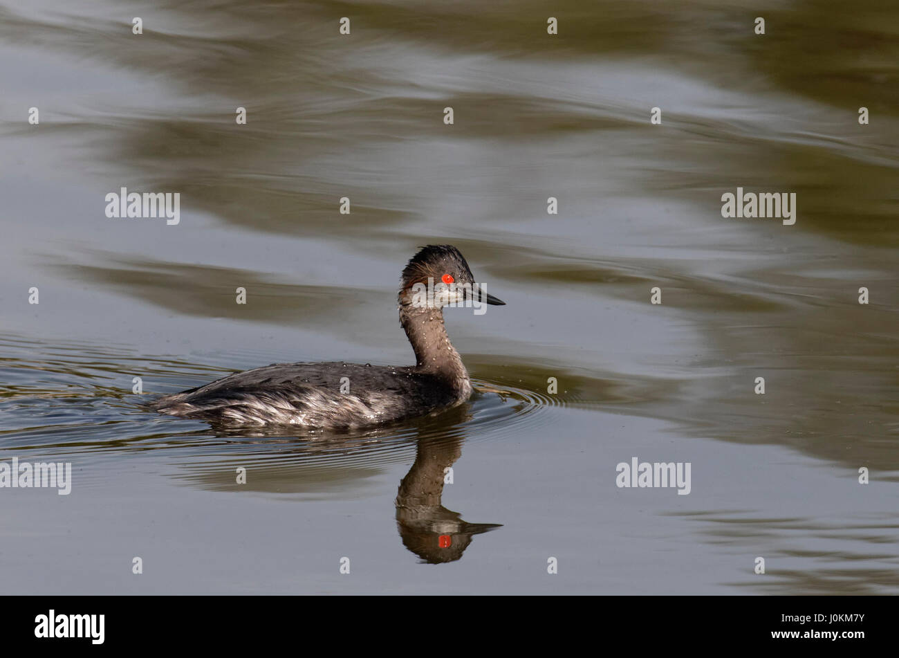 EARED GREBE SCHWIMMEN AUF EL DORADO LAKE, LOS ANGELES, KALIFORNIEN Stockfoto