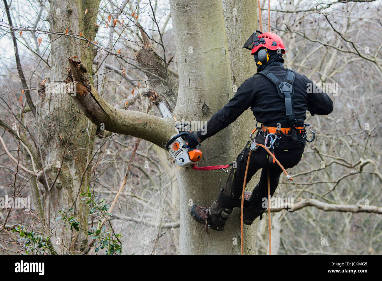 Arbeiten in der Höhe: ein Baumpfleger aus Arbcore Ltd in einem Kabelbaum, schneiden die Zweige eines Sturms beschädigt kranken Baum mit einer Kettensäge und tragen volle Gesundheit und Sicherheit persönlicher Schutzausrüstung (PSA), UK Stockfoto