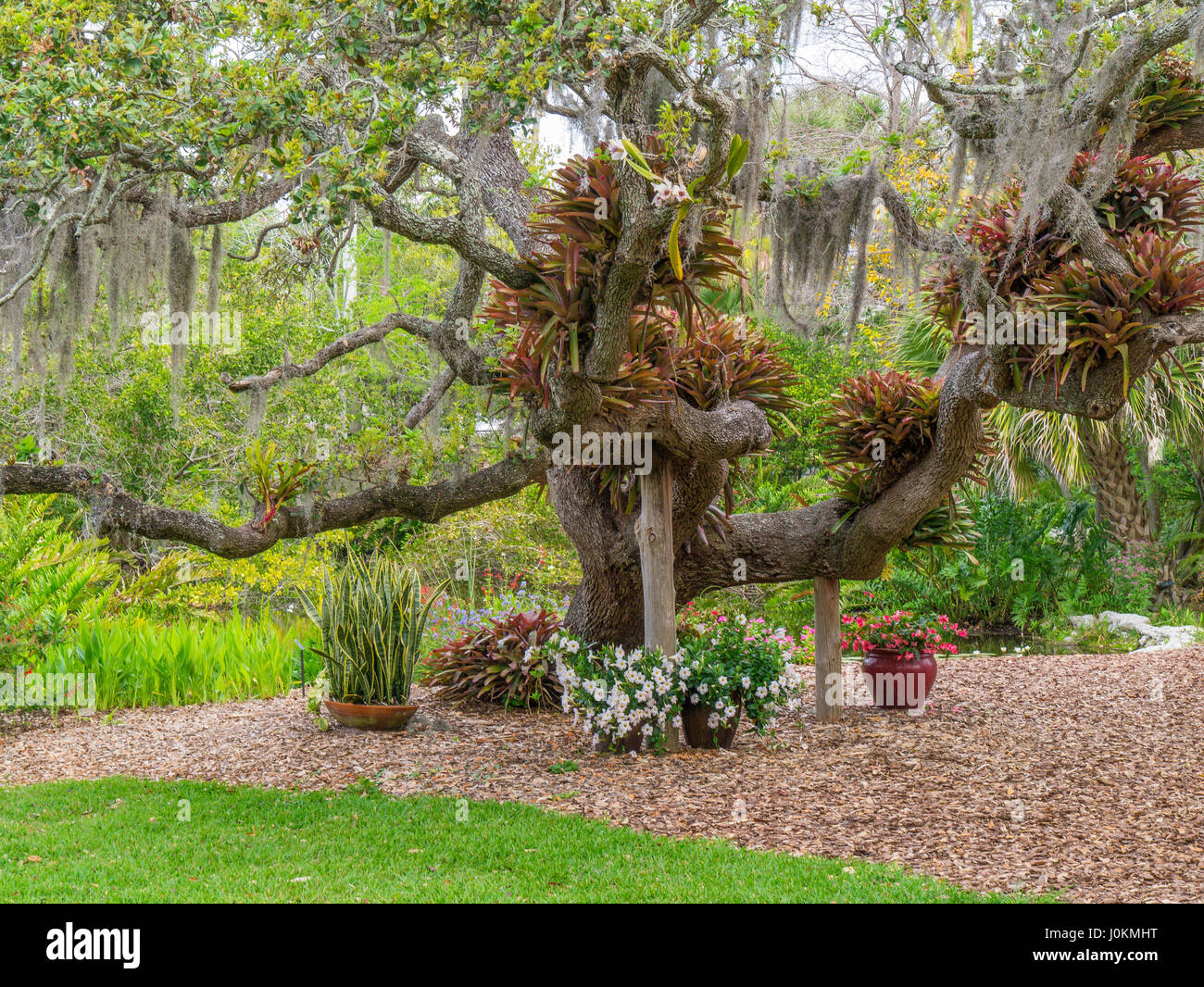 Florida Sarasota Usa Marie Selby Botanical Gardens Stockfotos