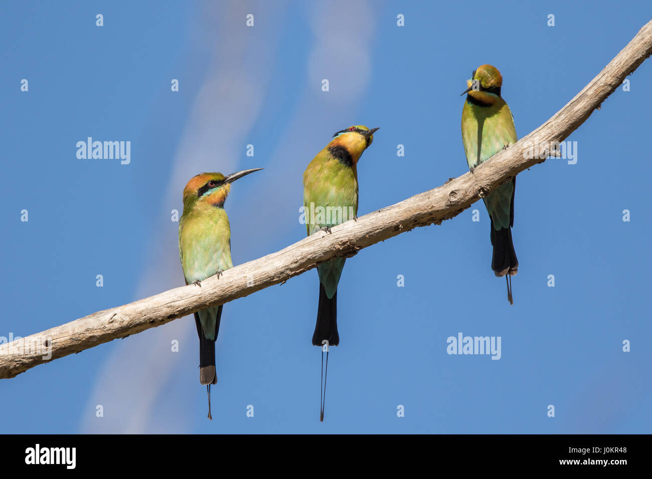 Drei rainbow Bienenfresser auf Zweig Stockfoto