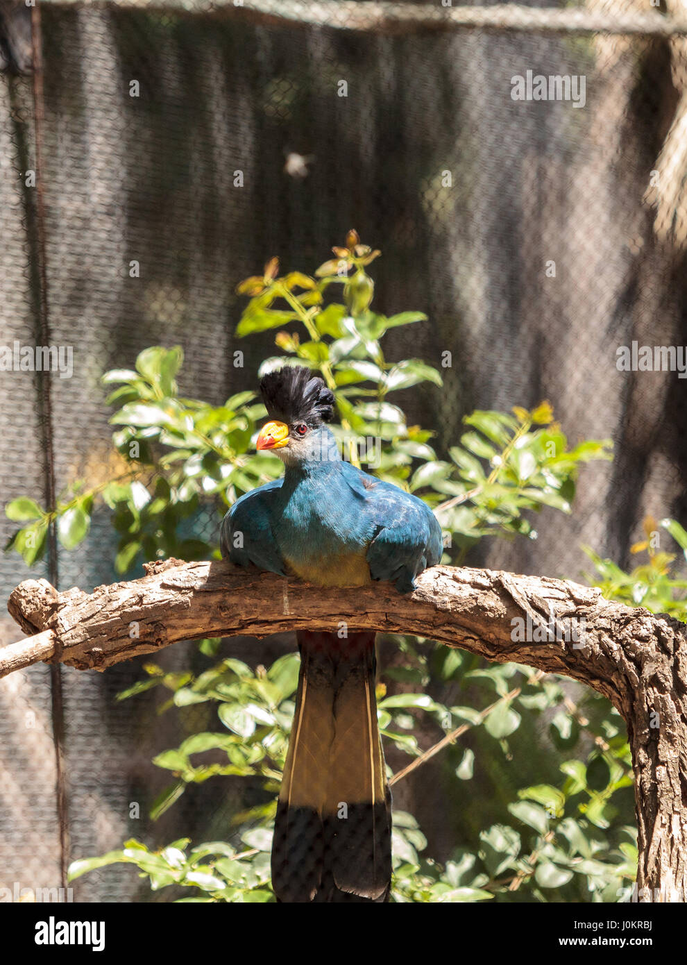 Großer blauer Turaco Vogel, Corythaeola Cristata ist in Afrika gefunden. Stockfoto