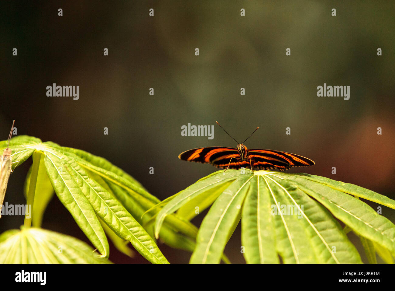 Tiger Longwing Schmetterling, Heliconius Aigeus, in einem botanischen Garten im Frühjahr Stockfoto