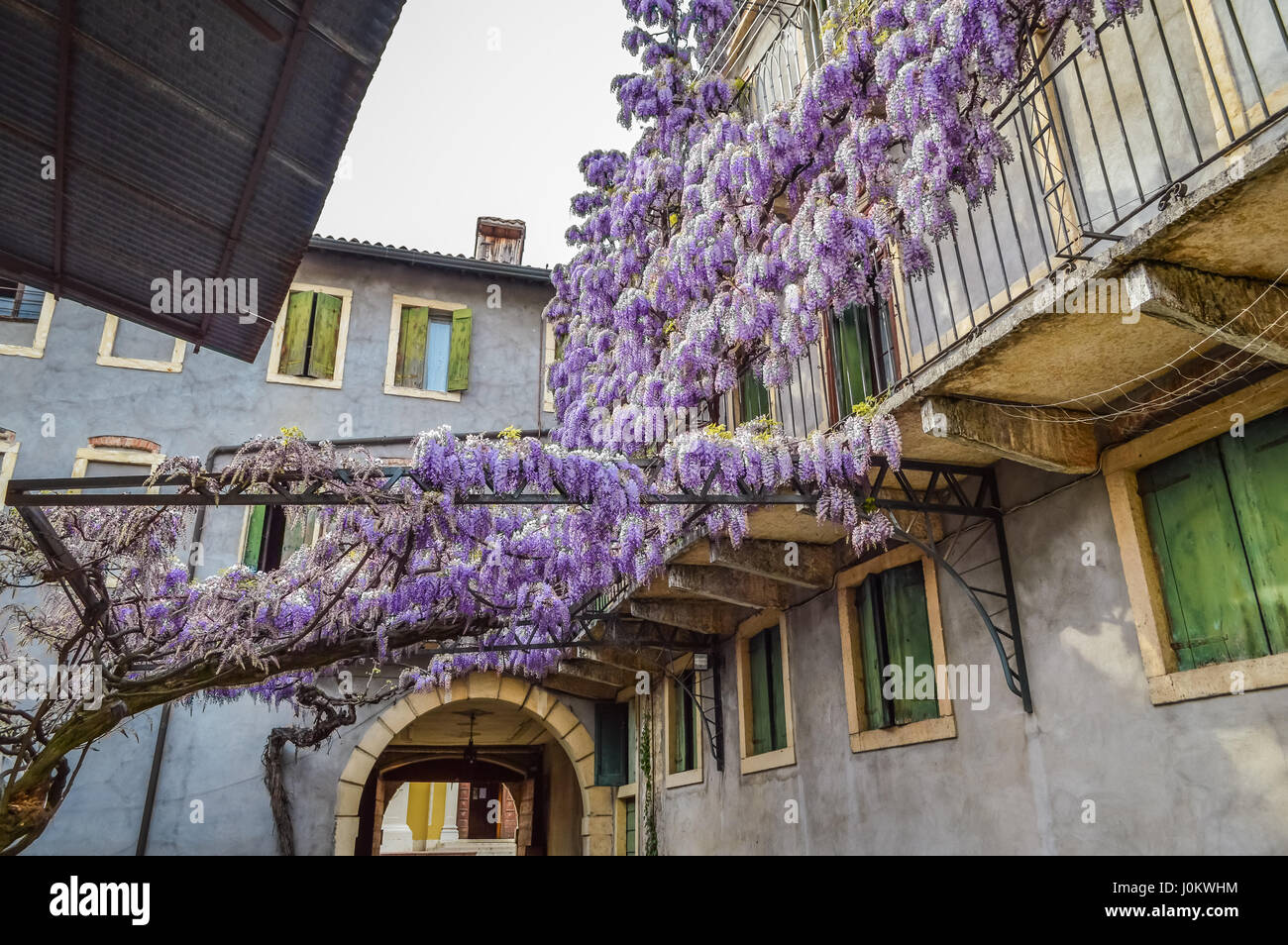 Erstaunliche Blauregen-Pergola in den Straen der alten ummauerten Stadt  von Soave, in der Nhe von Verona in Italien Stockfotografie - Alamy