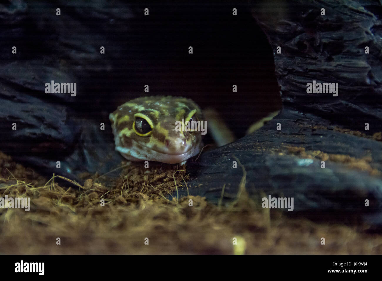 Gefleckte eublepharis Stockfoto