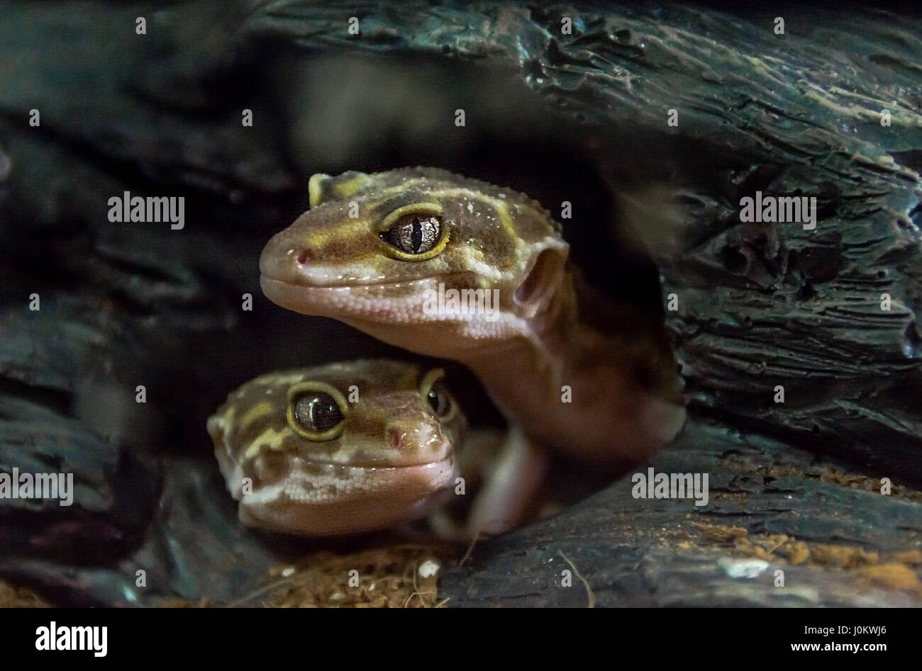 Gefleckte eublepharis Stockfoto