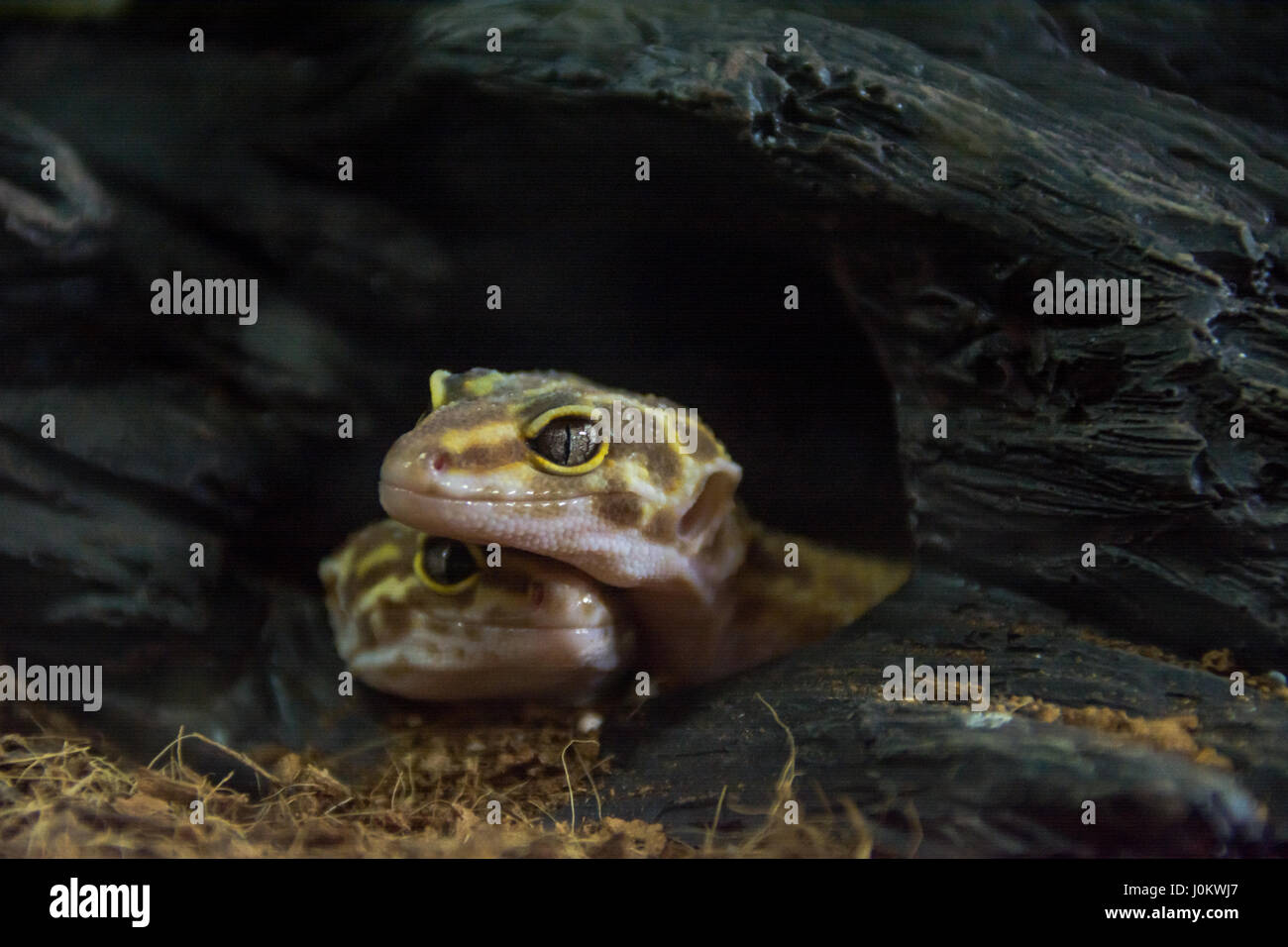 Gefleckte eublepharis Stockfoto