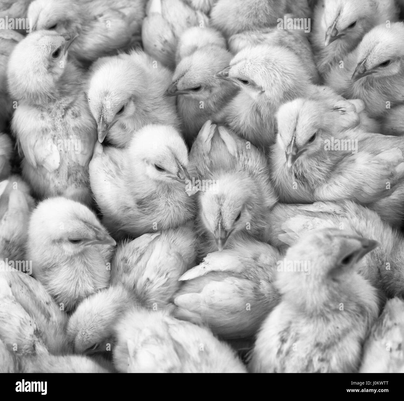 Große Gruppe von frisch geschlüpften Küken auf einer Hühnerfarm, schwarz und weiß. Stockfoto