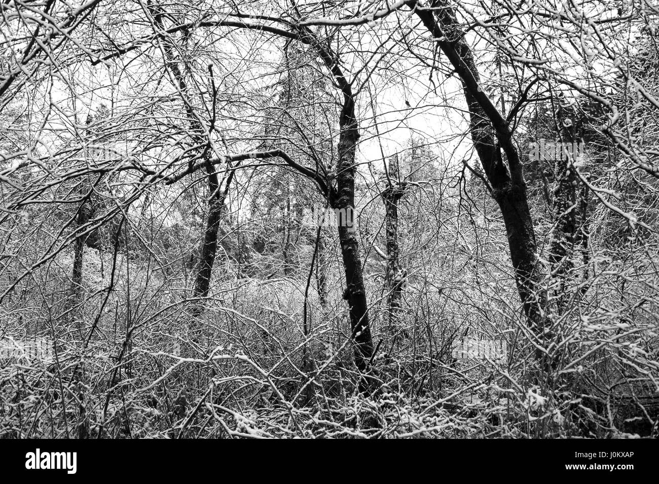 Ländliche Winterszene mit Bäumen und Schnee Stockfoto