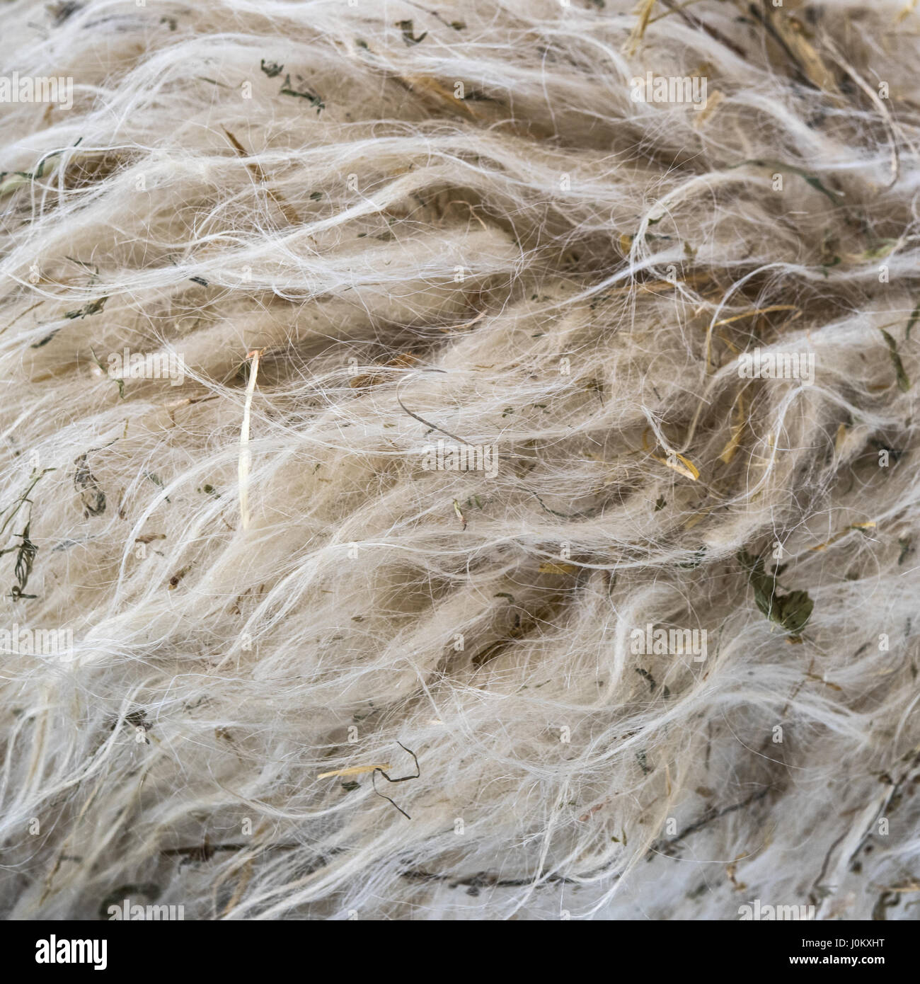 Haufen von unverarbeiteten hochwertiger Neuseelandwolle. Stockfoto